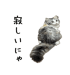 サイベリアンのくるみ3（個別スタンプ：13）