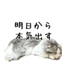 サイベリアンのくるみ3（個別スタンプ：14）