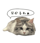 サイベリアンのくるみ3（個別スタンプ：16）