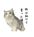 サイベリアンのくるみ3（個別スタンプ：17）
