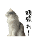 サイベリアンのくるみ3（個別スタンプ：18）
