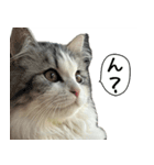 サイベリアンのくるみ3（個別スタンプ：19）