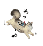サイベリアンのくるみ3（個別スタンプ：20）