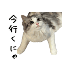 サイベリアンのくるみ3（個別スタンプ：21）