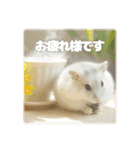 ハムスターこもちの日常（個別スタンプ：1）