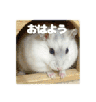 ハムスターこもちの日常（個別スタンプ：2）