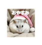 ハムスターこもちの日常（個別スタンプ：3）