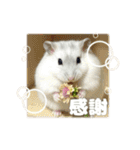 ハムスターこもちの日常（個別スタンプ：5）
