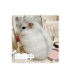 ハムスターこもちの日常（個別スタンプ：8）