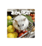 ハムスターこもちの日常（個別スタンプ：9）