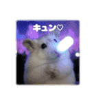 ハムスターこもちの日常（個別スタンプ：16）