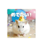 ハムスターこもちの日常（個別スタンプ：20）