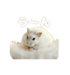 ハムスターこもちの日常（個別スタンプ：23）