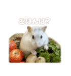 ハムスターこもちの日常（個別スタンプ：24）