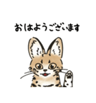 サーバルキャットの敬語スタンプ（個別スタンプ：1）