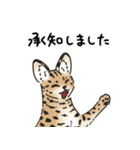 サーバルキャットの敬語スタンプ（個別スタンプ：6）