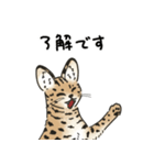 サーバルキャットの敬語スタンプ（個別スタンプ：8）