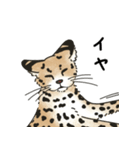 サーバルキャットの敬語スタンプ（個別スタンプ：20）