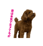 実家の犬スタンプ〜素敵〜（個別スタンプ：1）