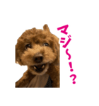 実家の犬スタンプ〜素敵〜（個別スタンプ：2）