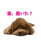 実家の犬スタンプ〜素敵〜（個別スタンプ：3）