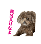 実家の犬スタンプ〜素敵〜（個別スタンプ：4）