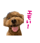 実家の犬スタンプ〜素敵〜（個別スタンプ：5）