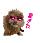 実家の犬スタンプ〜素敵〜（個別スタンプ：6）
