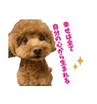 実家の犬スタンプ〜素敵〜（個別スタンプ：7）