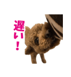 実家の犬スタンプ〜素敵〜（個別スタンプ：8）