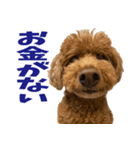 実家の犬スタンプ〜素敵〜（個別スタンプ：9）