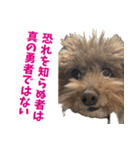 実家の犬スタンプ〜素敵〜（個別スタンプ：10）