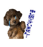 実家の犬スタンプ〜素敵〜（個別スタンプ：11）
