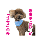 実家の犬スタンプ〜素敵〜（個別スタンプ：12）