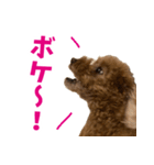 実家の犬スタンプ〜素敵〜（個別スタンプ：13）