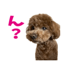 実家の犬スタンプ〜素敵〜（個別スタンプ：14）