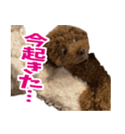 実家の犬スタンプ〜素敵〜（個別スタンプ：15）