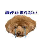 実家の犬スタンプ〜素敵〜（個別スタンプ：16）