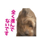 実家の犬スタンプ〜素敵〜（個別スタンプ：17）