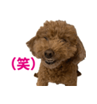 実家の犬スタンプ〜素敵〜（個別スタンプ：18）