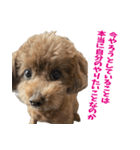 実家の犬スタンプ〜素敵〜（個別スタンプ：19）