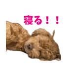 実家の犬スタンプ〜素敵〜（個別スタンプ：21）