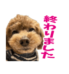 実家の犬スタンプ〜素敵〜（個別スタンプ：22）