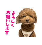 実家の犬スタンプ〜素敵〜（個別スタンプ：24）