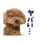 実家の犬スタンプ〜素敵〜（個別スタンプ：25）