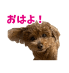 実家の犬スタンプ〜素敵〜（個別スタンプ：27）