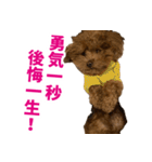 実家の犬スタンプ〜素敵〜（個別スタンプ：28）