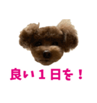 実家の犬スタンプ〜素敵〜（個別スタンプ：29）