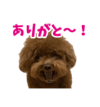 実家の犬スタンプ〜素敵〜（個別スタンプ：30）