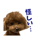 実家の犬スタンプ〜素敵〜（個別スタンプ：31）